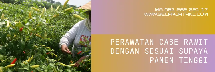 cabe ori 212, cabe rawit ori 212, jarak tanam cabe rawit, jarak tanam cabe rawit yang ideal, BELANJA TANI