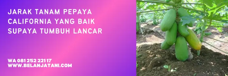 jarak tanam pepaya california, jarak tanam pepaya, cara menanam pepaya, jarak tanaman pepaya, BELANJA TANI