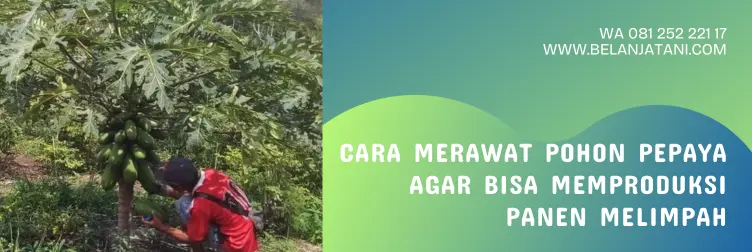 jarak tanam pepaya california, jarak tanam pepaya, cara menanam pepaya, jarak tanaman pepaya, BELANJA TANI