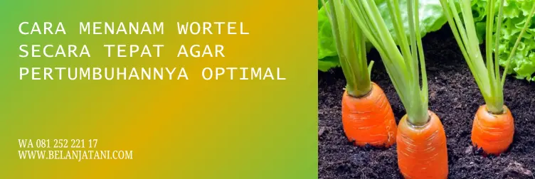cara budidaya wortel, umur tanaman wortel, umur wortel, panen wortel, BELANJA TANI