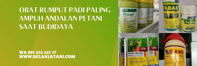 obat rumput padi tidak mati, obat pembasmi rumput padi sawah, obat rumput pada tanaman padi sawah, racun rumput padi paling ampuh, BELANJA TANI