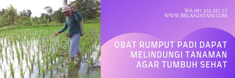 obat rumput padi tidak mati, obat pembasmi rumput padi sawah, obat rumput pada tanaman padi sawah, racun rumput padi paling ampuh, BELANJA TANI