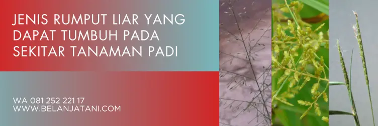 obat rumput padi tidak mati, obat pembasmi rumput padi sawah, obat rumput pada tanaman padi sawah, racun rumput padi paling ampuh, BELANJA TANI