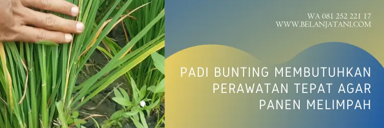 pupuk untuk padi bunting, usia padi mulain bunting, pupuk cair untuk padi bunting, nutrisi untuk padi bunting, BELANJA TANI