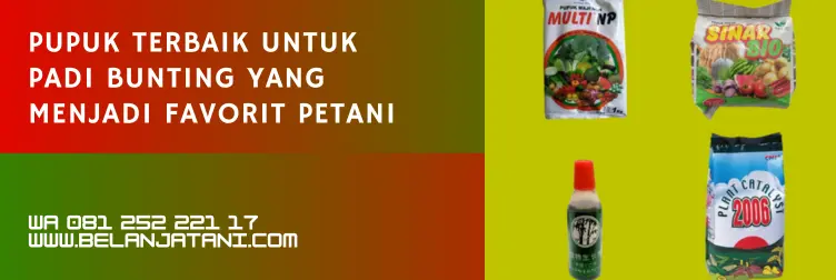 pupuk untuk padi bunting, usia padi mulain bunting, pupuk cair untuk padi bunting, nutrisi untuk padi bunting, BELANJA TANI