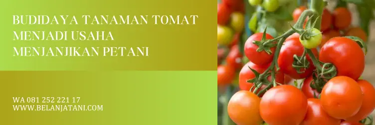 umur tomat, panen tomat, umur tanaman tomat, masa panen tomat, BELANJA TANI