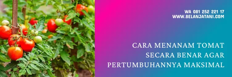 umur tomat, panen tomat, umur tanaman tomat, masa panen tomat, BELANJA TANI
