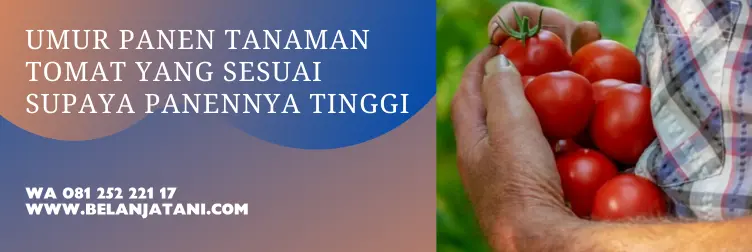 umur tomat, panen tomat, umur tanaman tomat, masa panen tomat, BELANJA TANI