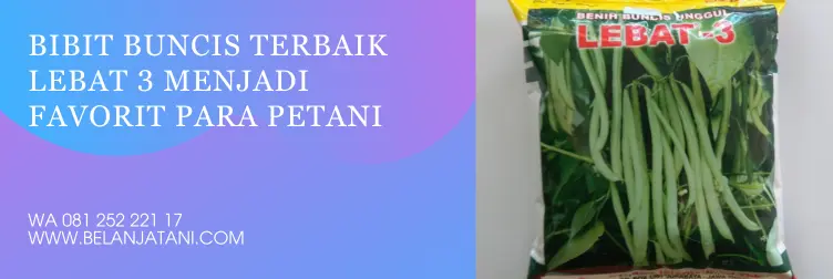 bibit buncis, benih buncis unggul lebat 3, buncis lebat 3, bibit buncis unggul, BELANJA TANI
