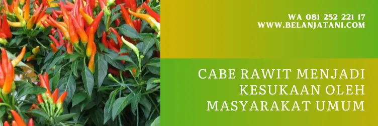 bibit cabe rawit unggul, cabe rawit paling unggul, bibit cabe rawit panah merah, harga benih cabe rawit unggul tahan penyakit, BELANJA TANI