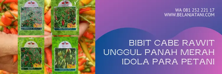 bibit cabe rawit unggul, cabe rawit paling unggul, bibit cabe rawit panah merah, harga benih cabe rawit unggul tahan penyakit, BELANJA TANI