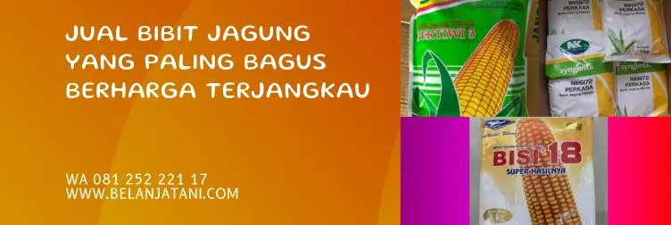 benih jagung, harga bibit jagung, bibit jagung yang bagus, bibit jagung unggul terbaik, BELANJA TANI