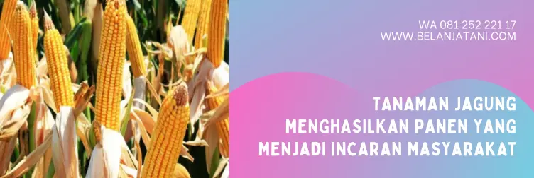 benih jagung, harga bibit jagung, bibit jagung yang bagus, bibit jagung unggul terbaik, BELANJA TANI