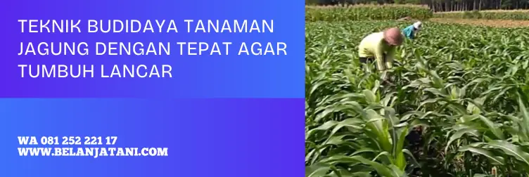 benih jagung, harga bibit jagung, bibit jagung yang bagus, bibit jagung unggul terbaik, BELANJA TANI