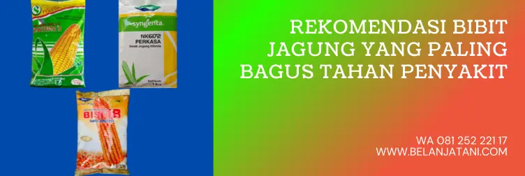 benih jagung, harga bibit jagung, bibit jagung yang bagus, bibit jagung unggul terbaik, BELANJA TANI