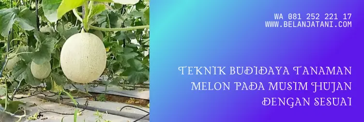 fungisida musim hujan, fungisida melon, fungisida untuk tanaman melon, fungisida untuk musim hujan, BELANJA TANI