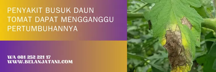 busuk daun tomat, fungisida untuk tomat, fungisida untuk tomat di musim hujan, fungisida sistemik untuk busuk daun, BELANJA TANI