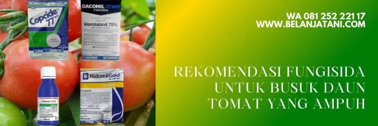 busuk daun tomat, fungisida untuk tomat, fungisida untuk tomat di musim hujan, fungisida sistemik untuk busuk daun, BELANJA TANI