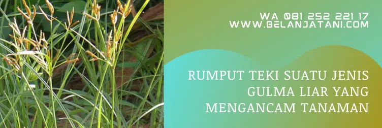 racun rumput teki yang ampuh, cara membasmi rumput teki, herbisida untuk rumput teki, herbisida rumput teki, BELANJA TANI