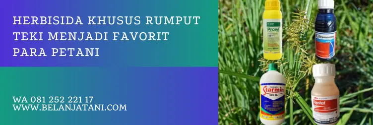 racun rumput teki yang ampuh, cara membasmi rumput teki, herbisida untuk rumput teki, herbisida rumput teki, BELANJA TANI