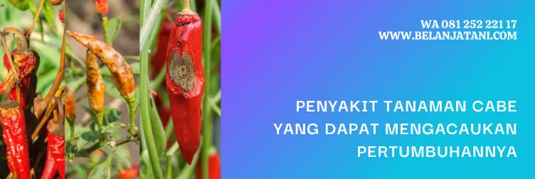 fungisida sistemik, fungisida sistemik untuk cabai, fungisida sistemik untuk cabe, merek dagang fungisida sistemik, BELANJA TANI