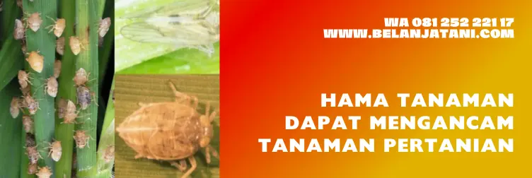 daftar obat sundep, obat sundep padi, obat sundep sistemik, jenis obat sundep yang paling ampuh, BELANJA TANI