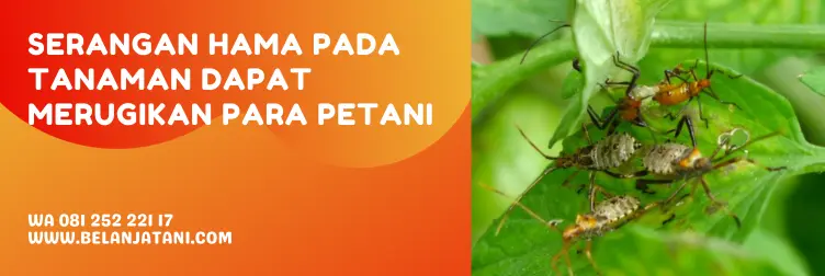 insektisida trips paling ampuh, obat insektisida paling ampuh, insektisida untuk trips, insektisida sistemik untuk hama trips, BELANJA TANI