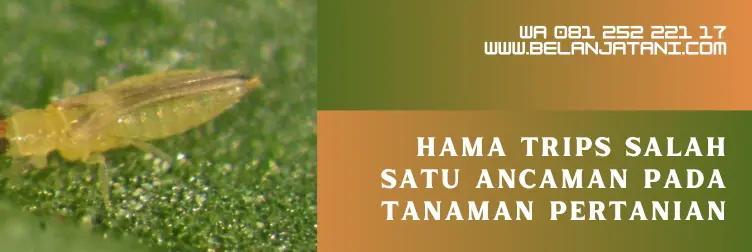 insektisida trips paling ampuh, obat insektisida paling ampuh, insektisida untuk trips, insektisida sistemik untuk hama trips, BELANJA TANI