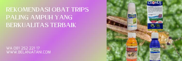 Jual Obat Trips Paling Ampuh Harga Terjangkau Berkualitas Unggul | Belanja Tani insektisida trips paling ampuh, obat insektisida paling ampuh, insektisida untuk trips, insektisida sistemik untuk hama trips, BELANJA TANI