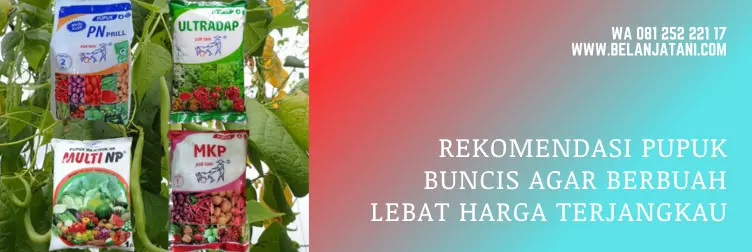 pupuk untuk buncis, pupuk tanaman buncis, pupuk untuk tanaman buncis, cara menanam buncis agar berbuah lebat, BELANJA TANI