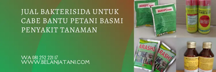 merk bakterisida untuk cabe, bahan aktif bakterisida, bakterisida sistemik, jenis bakterisida untuk cabe, BELANJA TANI