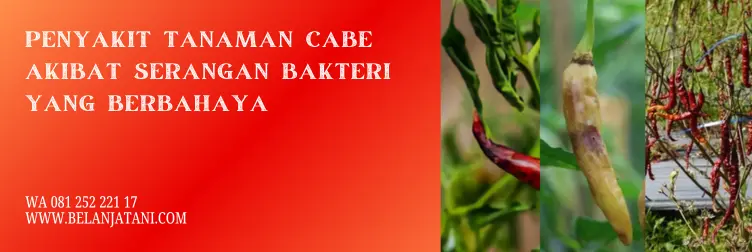 merk bakterisida untuk cabe, bahan aktif bakterisida, bakterisida sistemik, jenis bakterisida untuk cabe, BELANJA TANI