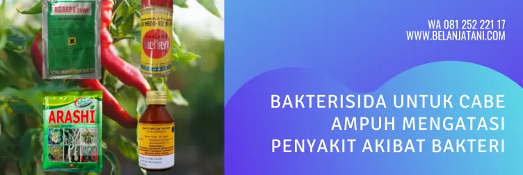 merk bakterisida untuk cabe, bahan aktif bakterisida, bakterisida sistemik, jenis bakterisida untuk cabe, BELANJA TANI