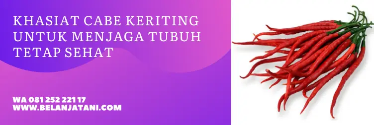 benih cabe keriting, benih cabe or twist, cabe 212, benih cabe keriting terbaik, BELANJA TANI