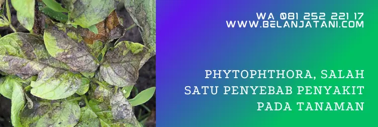 fungisida untuk phytophthora, phytophthora sp, fungisida anti jamur, fungisida untuk jamur, BELANJA TANI