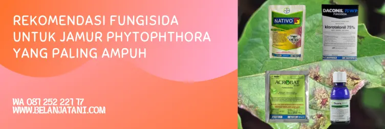 fungisida untuk phytophthora, phytophthora sp, fungisida anti jamur, fungisida untuk jamur, BELANJA TANI