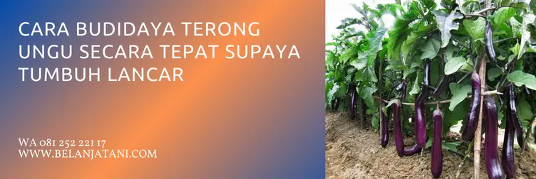 bibit terong ungu, bibit terong ungu yang bagus, bibit terong ungu panjang, harga bibit terong ungu, BELANJA TANI