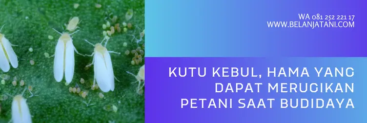obat kutu kebul, insektisida kutu kebul paling ampuh, pestisida untuk kutu kebul, hama kutu kebul, BELANJA TANI