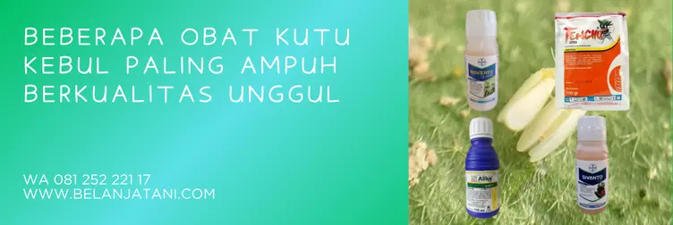 obat kutu kebul, insektisida kutu kebul paling ampuh, pestisida untuk kutu kebul, hama kutu kebul, BELANJA TANI