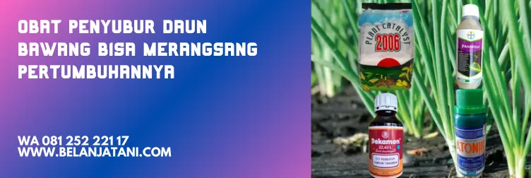 pupuk penyubur daun bawang, pupuk daun bawang, tanaman daun bawang, penyubur daun bawang, BELANJA TANI