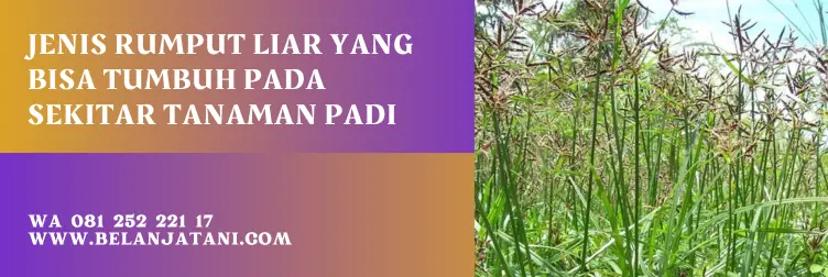 obat rumput padi paling ampuh, obat rumput pada tanaman padi sawah, obat pembasmi rumput padi sawah, obat gulma padi paling ampuh, BELANJA TANI