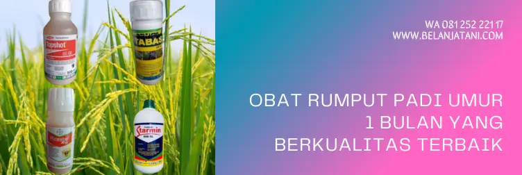 obat rumput padi paling ampuh, obat rumput pada tanaman padi sawah, obat pembasmi rumput padi sawah, obat gulma padi paling ampuh, BELANJA TANI