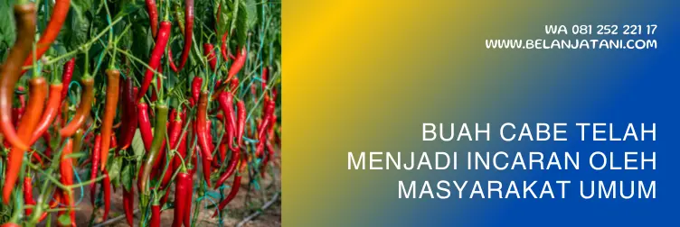 pt bayer indonesia, produk bayer dan fungsinya, merk pestisida untuk cabe, produk bayer untuk pertanian, BELANJA TANI