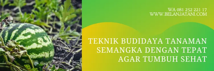 pupuk pembesar buah semangka, pupuk semangka agar besar, pupuk untuk semangka, obat pembesar buah semangka, BELANJA TANI