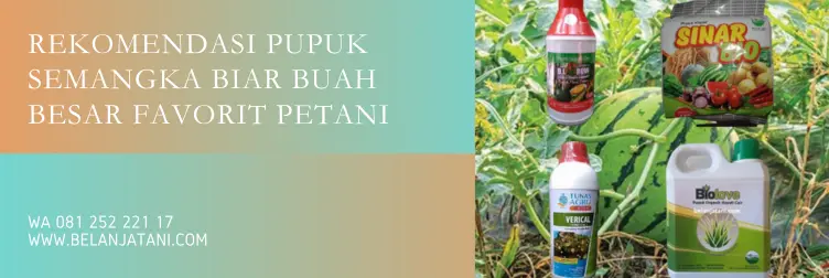 pupuk pembesar buah semangka, pupuk semangka agar besar, pupuk untuk semangka, obat pembesar buah semangka, BELANJA TANI