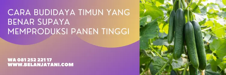 pupuk timun, pupuk buah, pupuk untuk tanaman timun, pupuk timun agar berbuah lebat, BELANJA TANI