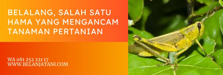 racun belalang, insektisida untuk belalang, racun untuk belalang, obat belalang paling ampuh, BELANJA TANI