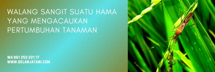 racun hama walang sangit paling ampuh, racun walang sangit, insektisida untuk walang sangit, obat walang sangit, BELANJA TANI