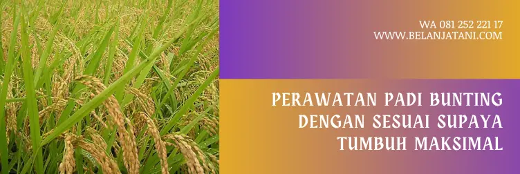 Jual ZPT Untuk Padi Bunting Andalan Para Petani | Belanja Tani penyemprotan padi bunting, pupuk cair untuk padi, pupuk untuk padi bunting, zpt terbaik untuk padi, BELANJA TANI