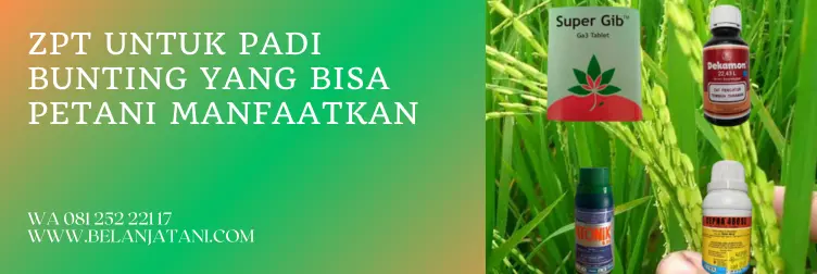 penyemprotan padi bunting, pupuk cair untuk padi, pupuk untuk padi bunting, zpt terbaik untuk padi, BELANJA TANI